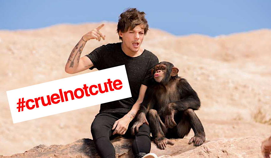 Hollywood Insider Eli The Chimp and Louis Tomlinson in One Direction Music Video with Harry Styles and Zayn Malik.jpg