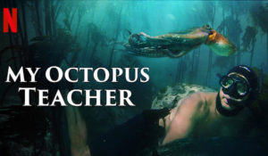 Hollywood Insider My Octopus Teacher, Netflix, Review, Nature Documentary