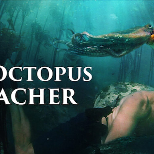 ‘My Octopus Teacher’: The Emotional Nature Documentary We Need – A Meditative Experience