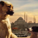 Hollywood Insider Stray Review, Elizabeth Lo, Documentary Stray Dogs, Zeytin