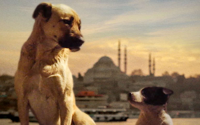 ‘Stray’ is a Heart-Wrenching Look at Society Through Its Stray Dogs That Don’t Have A Human Family