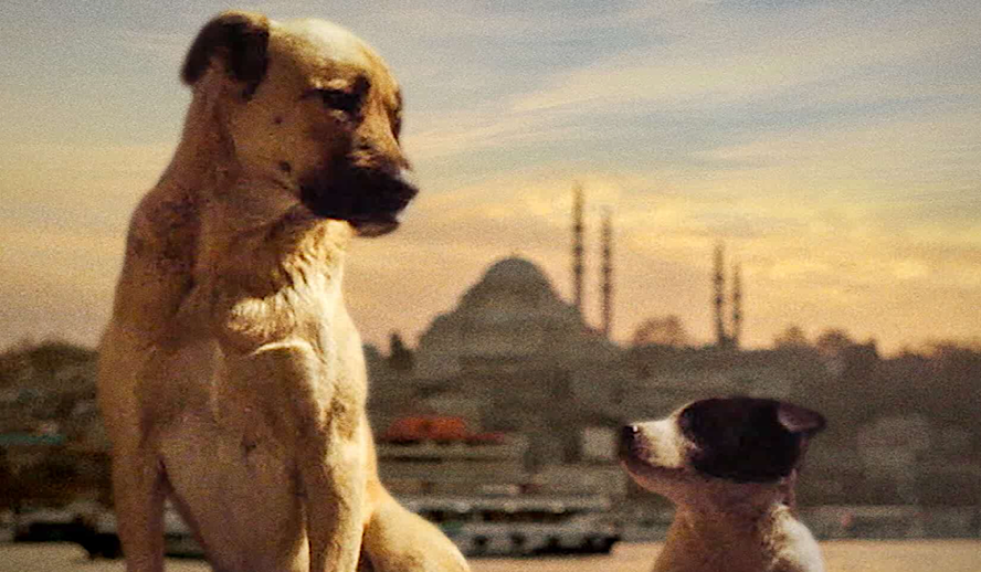 ‘Stray’ is a Heart-Wrenching Look at Society Through Its Stray Dogs That Don’t Have A Human Family