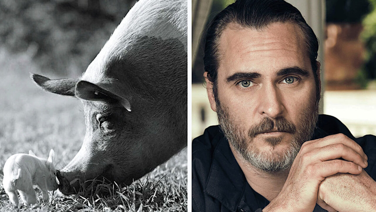 Joaquin Phoenix S Gunda Is A Meditative Documentary To Experience Farm Animals On Their Own Terms Hollywood Insider