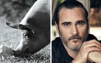 Joaquin Phoenix’s ‘Gunda’ is a Meditative Documentary To Experience Farm Animals On Their Own Terms