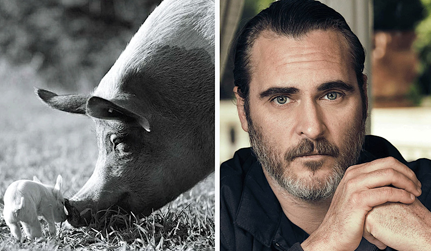 Joaquin Phoenix’s ‘Gunda’ is a Meditative Documentary To Experience Farm Animals On Their Own Terms