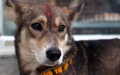 ‘We Don’t Deserve Dogs’ Reminds us of the Selfless Sacrifices Made by Man’s Best Friend