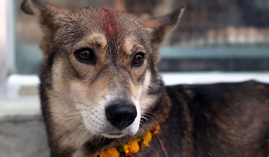 ‘We Don’t Deserve Dogs’ Reminds us of the Selfless Sacrifices Made by Man’s Best Friend