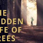 Hollywood Insider The Hidden Life of Trees Review, German Documentary