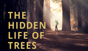 Hollywood Insider The Hidden Life of Trees Review, German Documentary