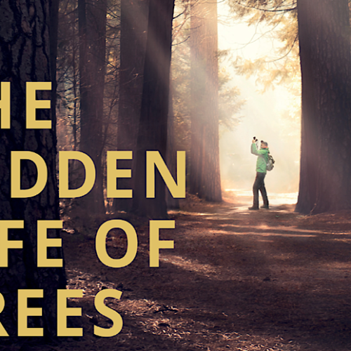 ‘The Hidden Life of Trees’ Review: A Cyclical Documentary About Our Roots and Life