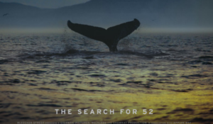 Hollywood Insider The Loneliest Whale: The Search for 52 Review, Joshua Zeman, Animal Documentaries
