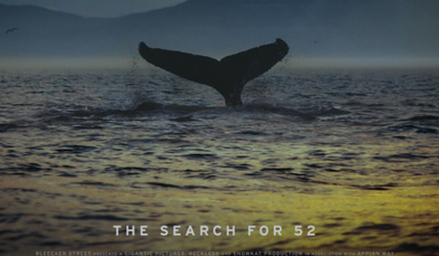 The Loneliest Whale on Earth: Produced By Leonardo DiCaprio – ‘The Loneliest Whale: The Search for 52’ Review