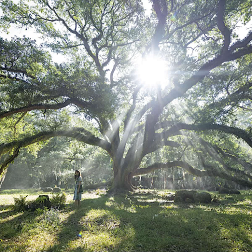 ‘Where the Crawdads Sing’: A Look into Human Nature and The Realities of Losing Innocence 