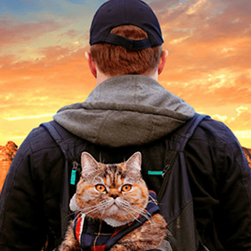 Cat Daddies – A Documentary About Men Who Love Cats