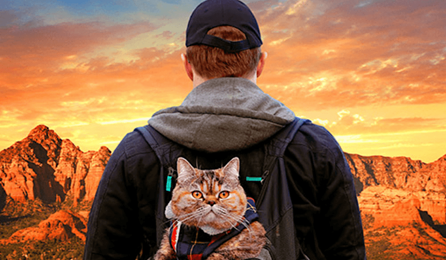 Cat Daddies – A Documentary About Men Who Love Cats